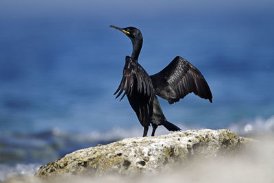 Bird perching on rock