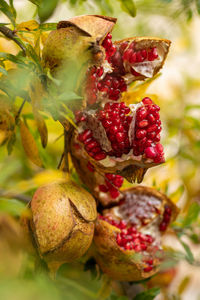 Close-up of fresh strawberries on plant