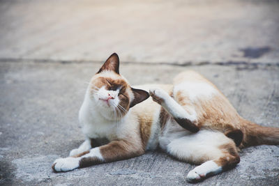 Cat lying on footpath