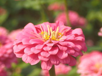 Close-up of pink flower