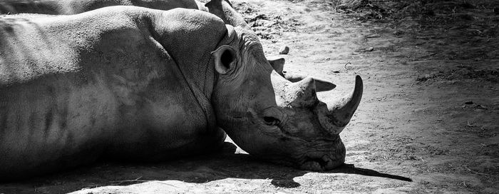 High angle view of rhinoceros lying on field