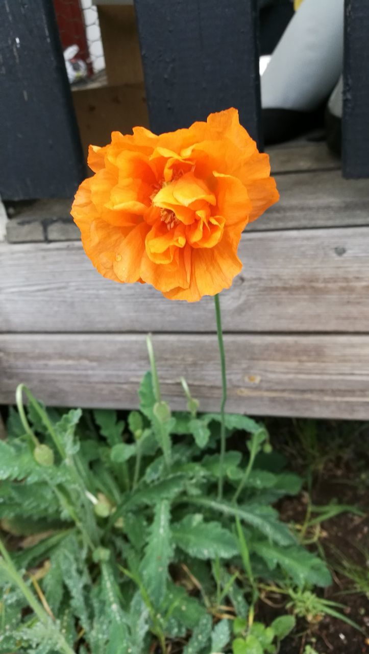 flower, petal, fragility, freshness, nature, flower head, outdoors, blooming, day, no people, growth, beauty in nature, plant, close-up, marigold