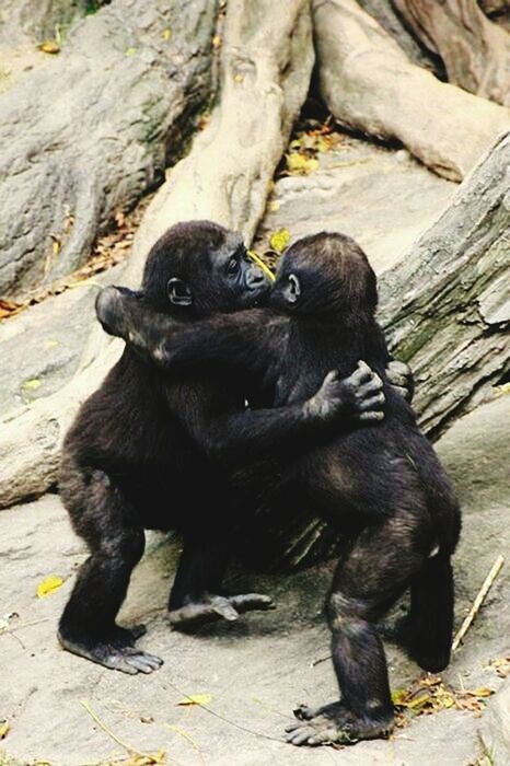 animal themes, animals in the wild, wildlife, one animal, monkey, mammal, rock - object, two animals, sitting, black color, full length, zoo, togetherness, day, nature, outdoors, primate, animal family, zoology, no people