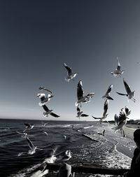 Seagulls flying over sea against clear sky