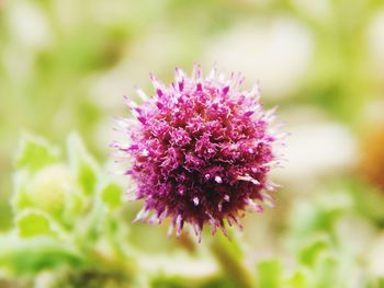 Close-up of pink flower