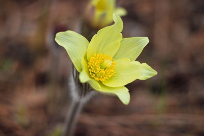 Close-up of yellow flower