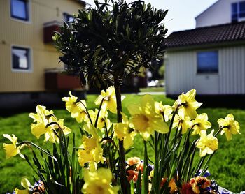 Close-up of yellow flowers blooming in park