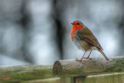 Close-up of bird perching on wood