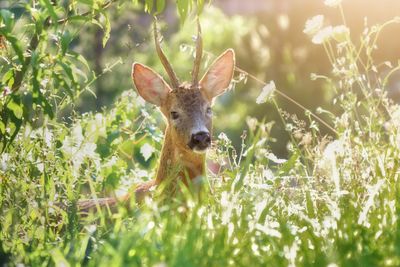 Portrait of deer