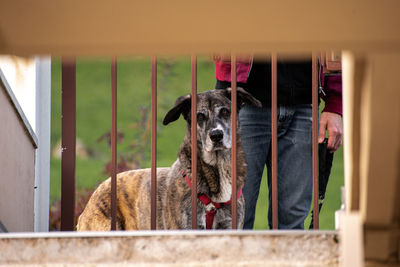 Portrait of dog looking away