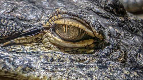 Close-up of crocodile in the sea