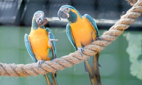 Close-up of birds perching on rope