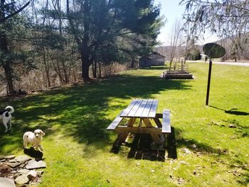 View of sheep on bench in park