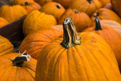 Close-up of pumpkin for sale at market