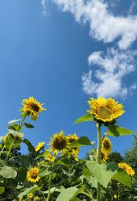 Low angle view of yellow flowering plant against sky