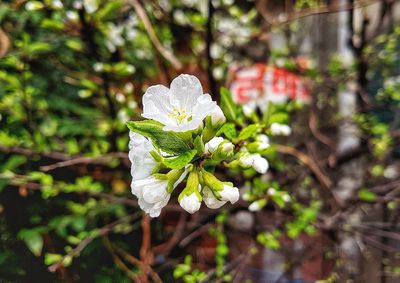 Close-up of white flowers blooming outdoors