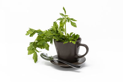 Close-up of drink against white background