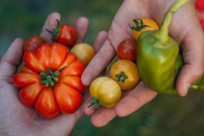 Organic tomato 