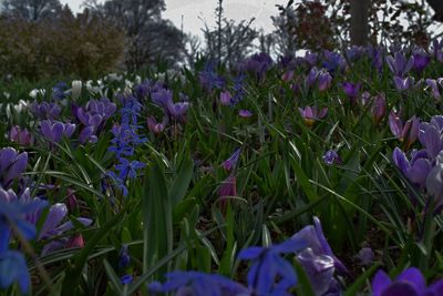 Close-up of purple crocus flowers on field