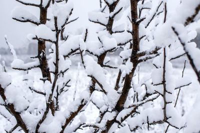 Abstract background from pattern of snow-covered branches tree. copy space, neutral winter palette