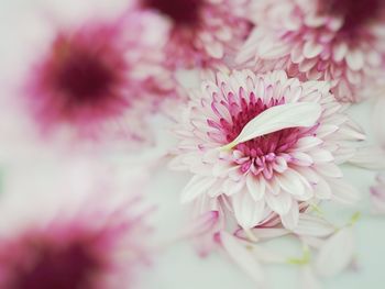 Close-up of pink flower