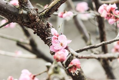 Pink flowers blooming on tree