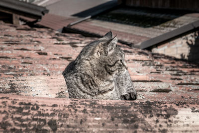 Cat sitting on a wall