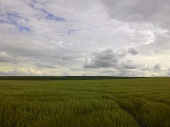 Scenic view of agricultural field against sky