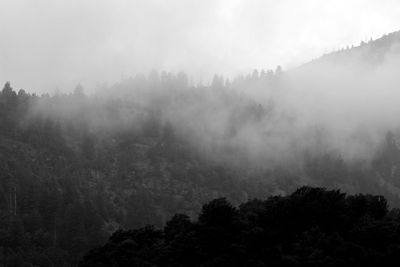 Trees in foggy weather