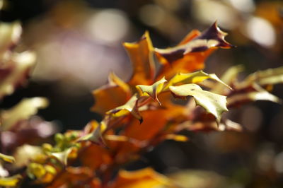 Close-up of autumnal leaves