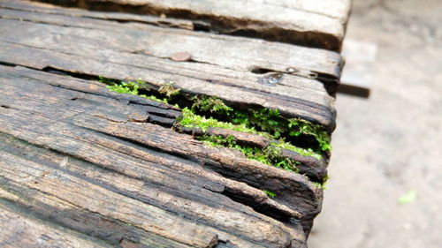 High angle view of wood on tree trunk