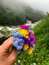 Close-up of hand holding purple flowering plant