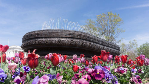 Close-up of flowering plants in park against sky