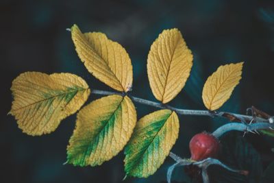 Close-up of leaves during autumn