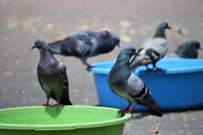 Close-up of pigeons perching on a wall