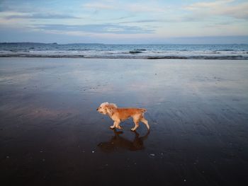 View of dog on beach