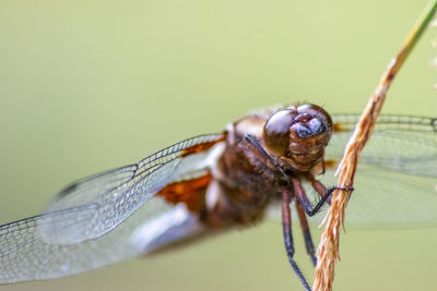 Close-up of dragonfly on plant