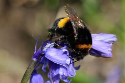 Close-up of bumblebee on purple flowers