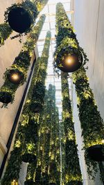 Low angle view of illuminated lanterns hanging on tree by building