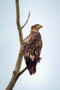 Low angle view of owl perching on branch