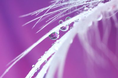 Close-up of water drops on purple leaf