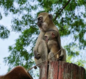 Low angle view of monkey sitting on tree