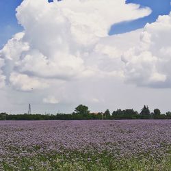 Purple flowering plants on field against sky
