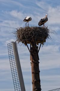 Low angle view of birds perching on wall