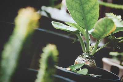 Close-up of green potted plant