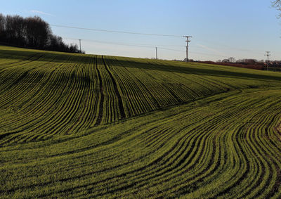 Scenic view of agricultural field against clear sky