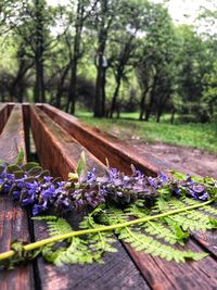 Purple flowering plants and trees on field