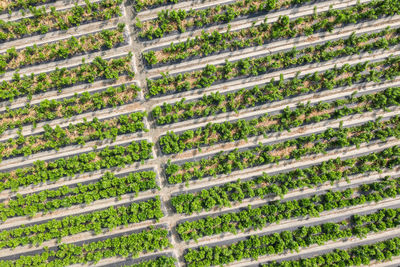 Full frame shot of plants growing on land