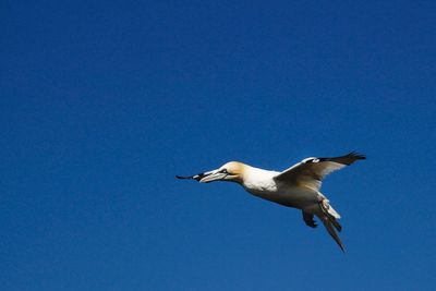 Low angle view of seagull flying