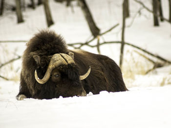Squirrel on snow during winter